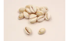 concha 16mm /Cuentas de  Nacar 