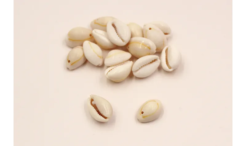 concha 16mm /Cuentas de  Nacar 