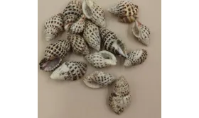 Caracola Moteada 23-30*15mm /Cuentas de  Nacar 