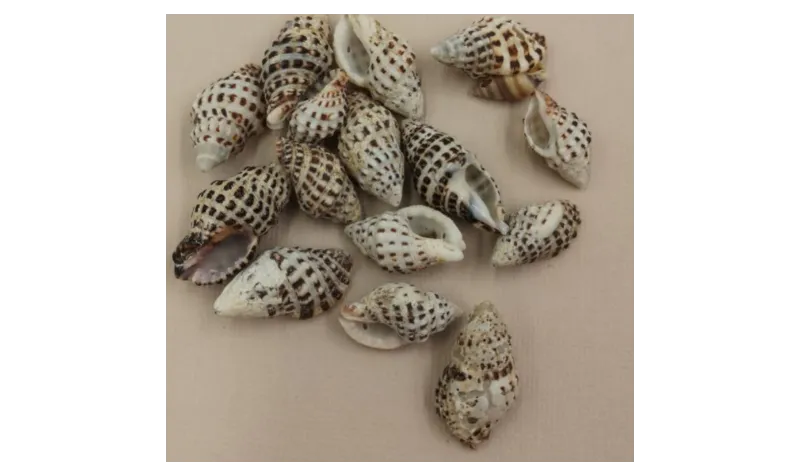 Caracola Moteada 23-30*15mm /Cuentas de  Nacar 