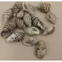 Caracola Moteada 23-30*15mm /Cuentas de  Nacar 