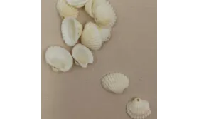 Concha 20*12mm /Cuentas de  Nacar 