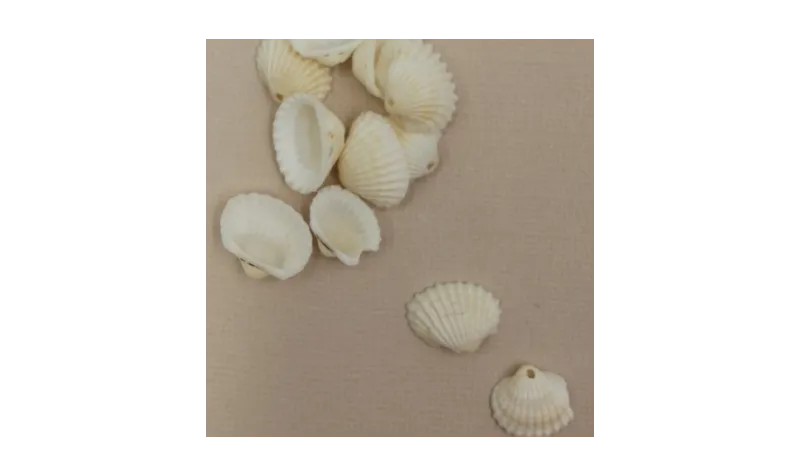 Concha 20*12mm /Cuentas de  Nacar 
