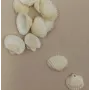 Concha 20*12mm /Cuentas de  Nacar 