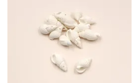 Cracola Blanca 20-22*10mm /Cuentas de  Nacar 