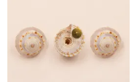 Pendiete Caracola 18*15mm / Base Pendientes 