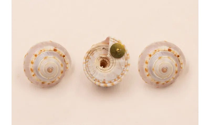 Pendiete Caracola 18*15mm / Base Pendientes 