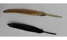 Pluma negra 130mm dorada por un lado / Cuentas y Plumas