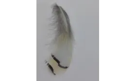 Pluma blanca rayada 80mm / Cuentas y Plumas