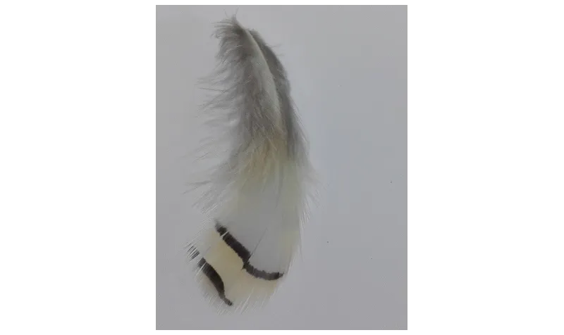 Pluma blanca rayada 80mm / Cuentas y Plumas